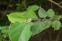 Grewia abutilifolia